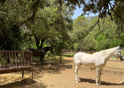 Rutas a caballo en la finca El Carrascal en Arroyofrío en la Sierra de Cazorla